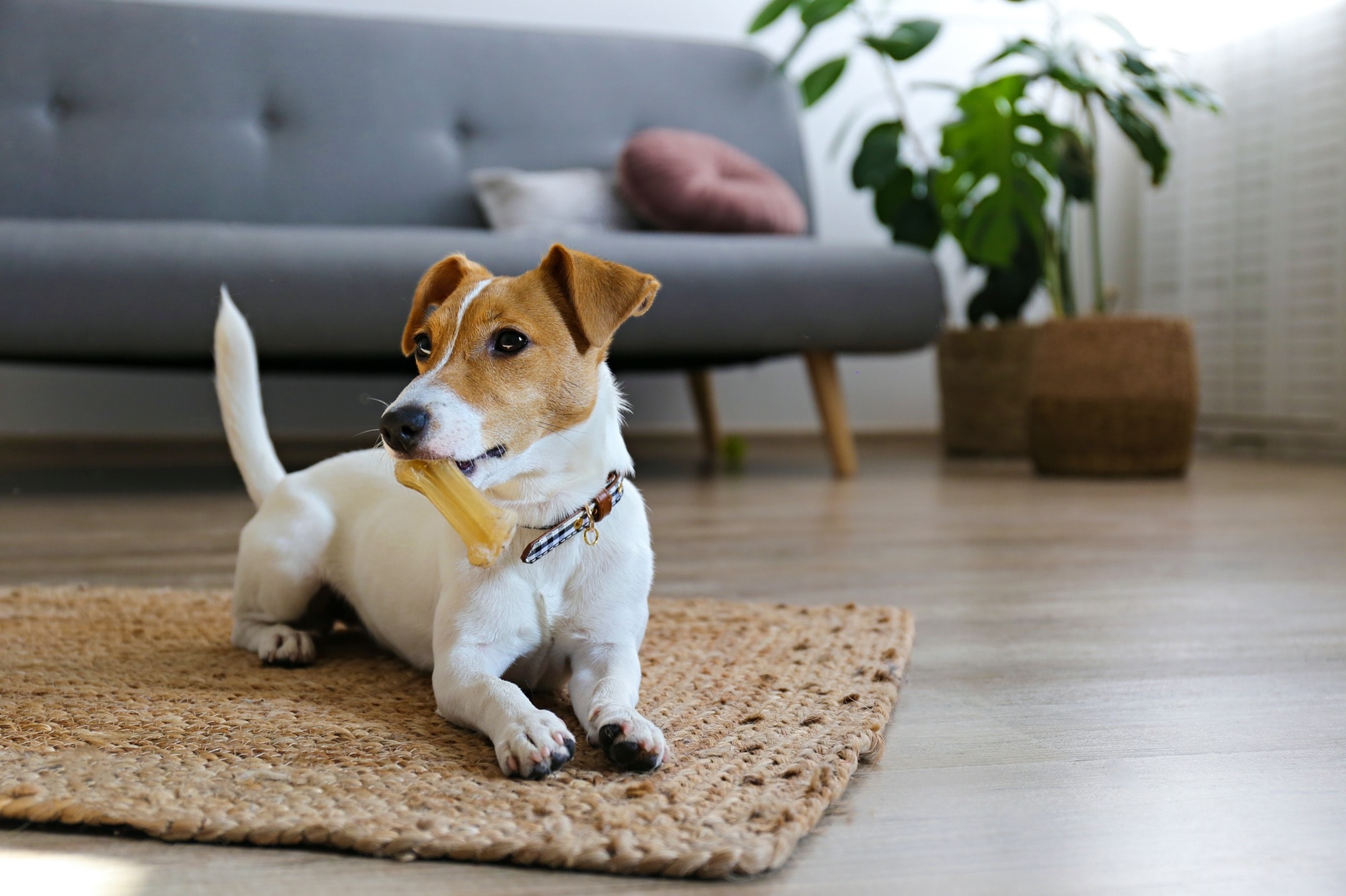 家を建てたら犬やネコなどのペットを飼いたい！家づくりで気を付けることは？